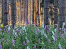 Beautiful foxgloves