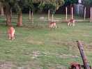 Lovely deer close by