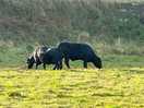 Family of bulls along the coastal walk