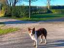 Beautiful, friendly dog