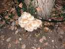 Des champignons
