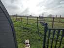 Horses in paddock
