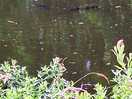 The carp just below the surface tease the anglers but do bite.