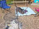 Dog friendly. our own picnic bench and campfire.