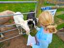 Goat feeding