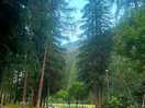 Peaceful paths