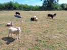 Goats and a lamb