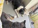 Crazy dogs even relax here