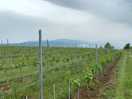 The view from the local vineyards