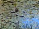 Baby ducks on pond