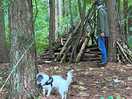 Den found in woodland area