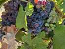 Grapes