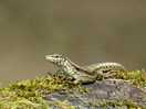 Lots of lizards!