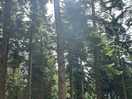 Local woods