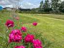 Well kept lawns