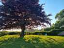Level field bordered by glorious mature trees