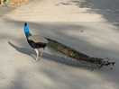 Wild life every were