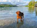 Rio the man himself very dog friendly