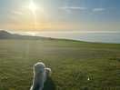 Our dog enjoying the view