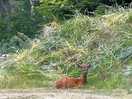 Wild life around the site
