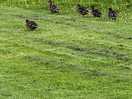 Ducks