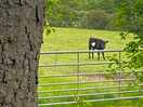 The local residents