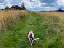 Dog loved walking in the field