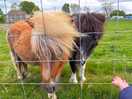 Local horses