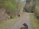 Local walk