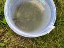 Fishing for crabs on site