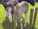 Some of the animals