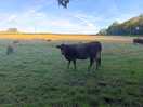 Morning moo cows
