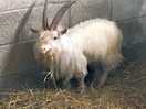 Max the goat