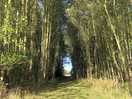 Woodland walk