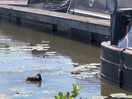 Ducks