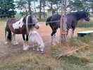 Horses