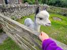 Alpaca