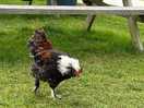 Proper, strutting dude 😉 think john travolta in saturday night fever