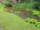 Pretty little stream.