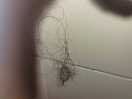 Shower walls