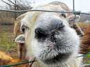 Sheepy ram