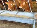 Cows