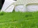 Buttercups and belle tents