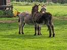 Donkeys