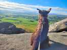 Just a smol dog surveying her kingdom