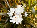 Jolis arbres fleuris