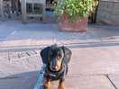 Photo of our dog as dog friendly