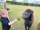 They love grass