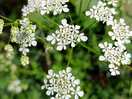 Flowers along the footpath
