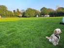 Buttercup field